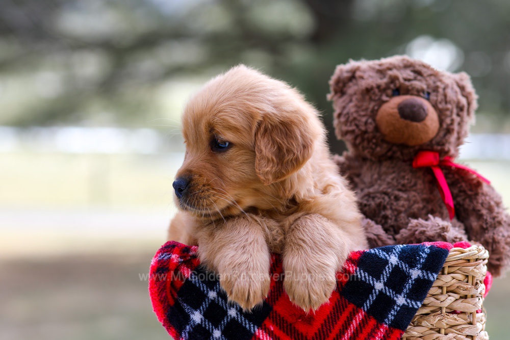 Ava (trained) Image of Ava (trained), a Golden Retriever puppy