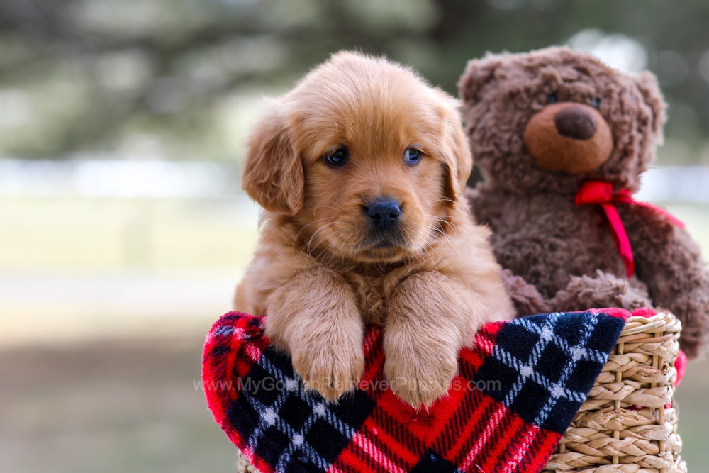 Ava (trained) Image of Ava (trained), a Golden Retriever puppy