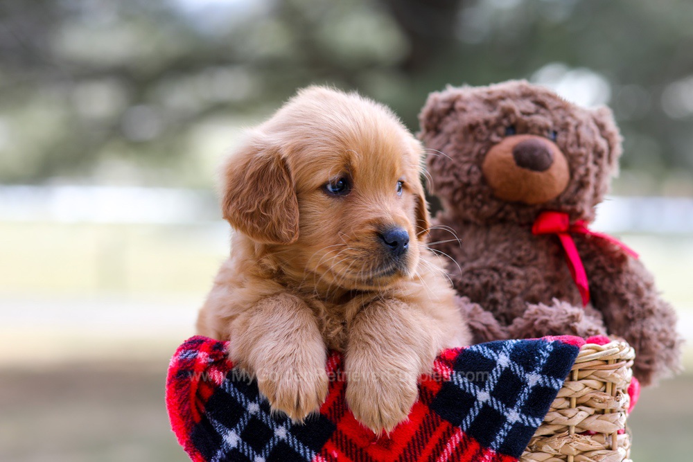 Ava (trained) Image of Ava (trained), a Golden Retriever puppy