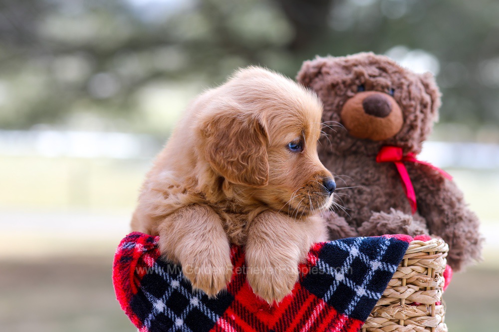 Ava (trained) Image of Ava (trained), a Golden Retriever puppy