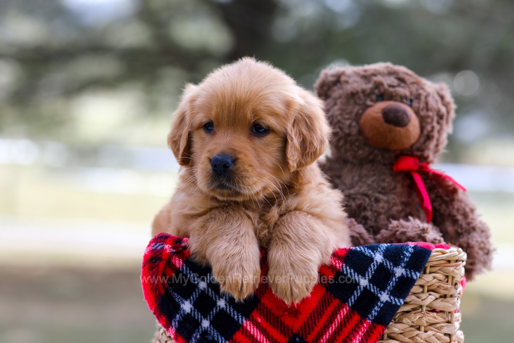 Ava (trained) Image of Ava (trained), a Golden Retriever puppy