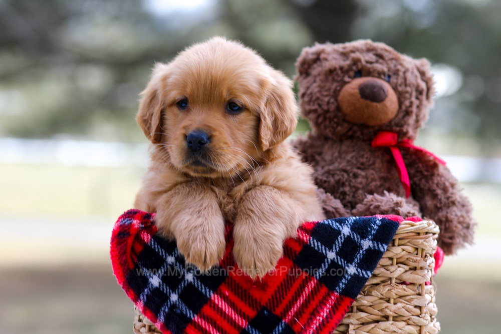 Ava (trained) Image of Ava (trained), a Golden Retriever puppy