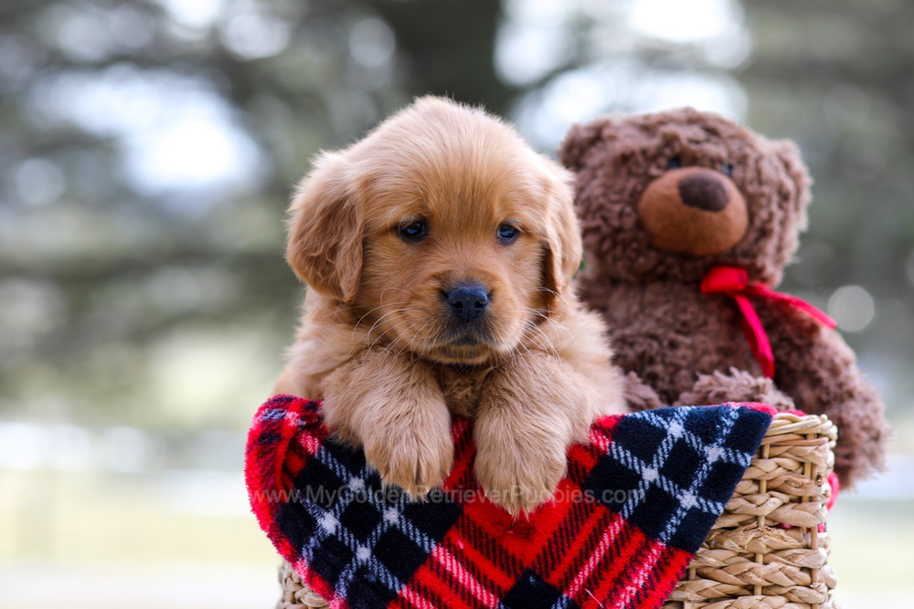 Ava (trained) Image of Ava (trained), a Golden Retriever puppy