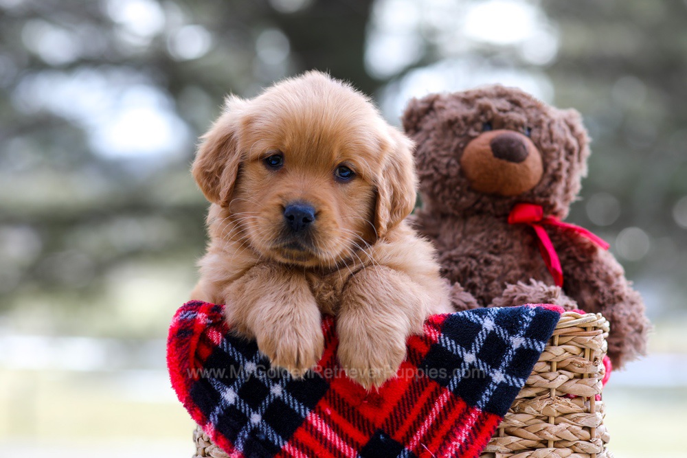 Ava (trained) Image of Ava (trained), a Golden Retriever puppy