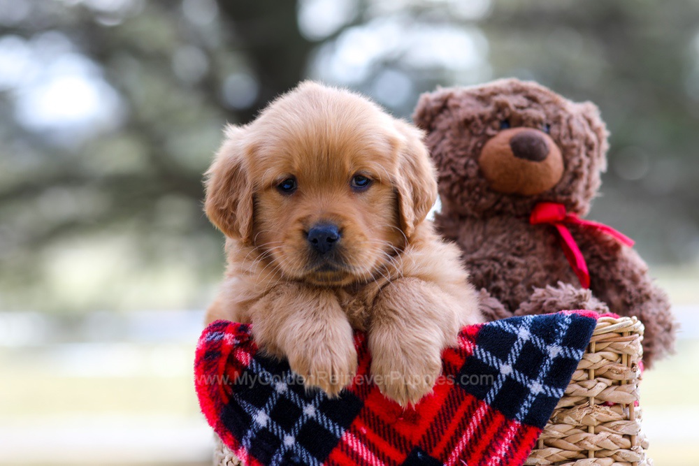 Ava (trained) Image of Ava (trained), a Golden Retriever puppy