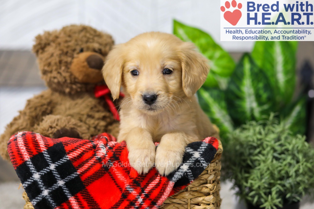 Avery Image of Avery, a Golden Retriever puppy