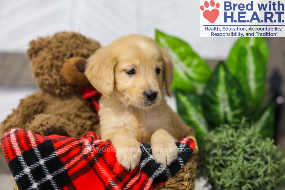 Avery Image of Avery, a Golden Retriever puppy