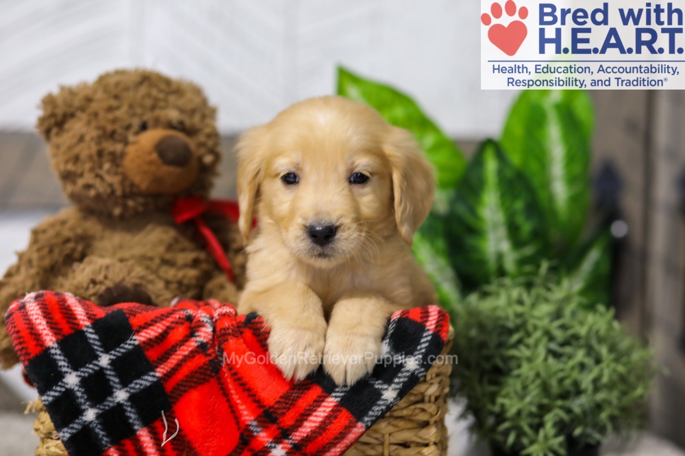 Avery Image of Avery, a Golden Retriever puppy