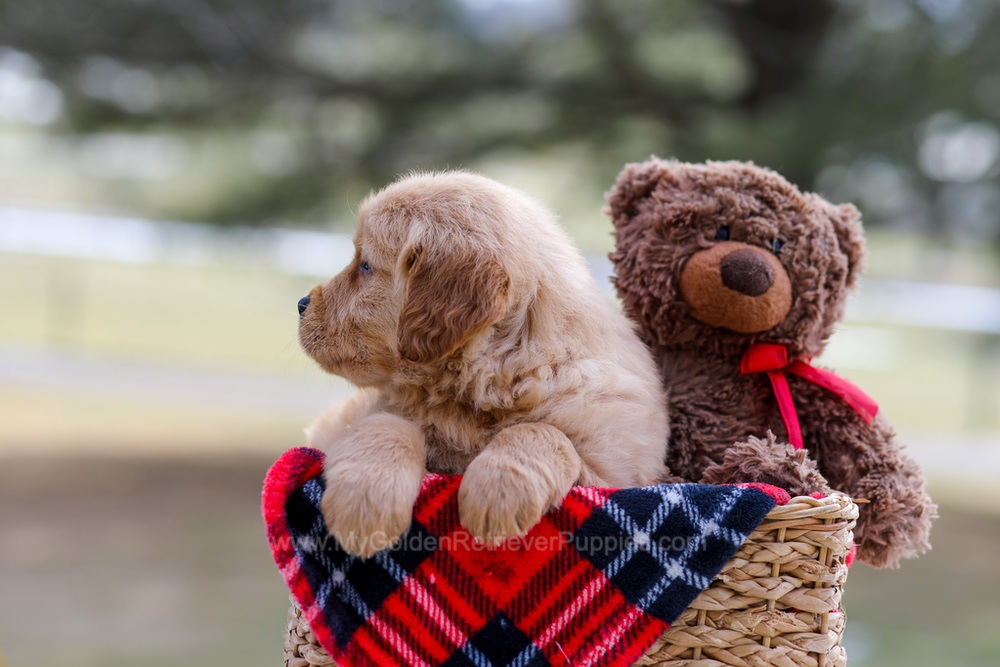 Bailey Image of Bailey, a Golden Retriever puppy