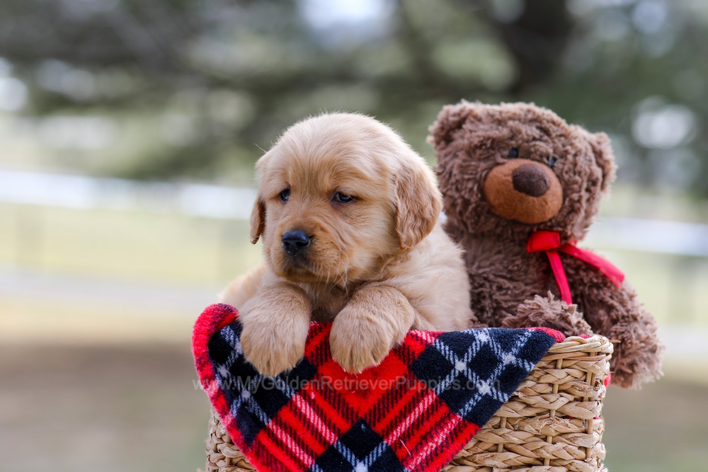Bailey Image of Bailey, a Golden Retriever puppy