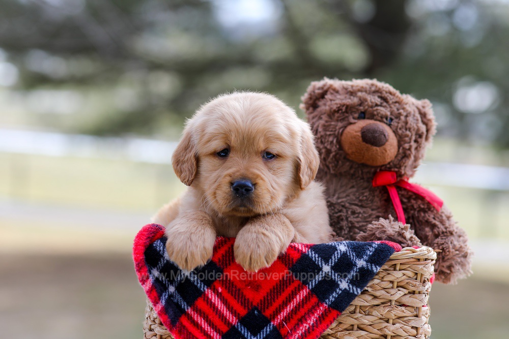 Bailey Image of Bailey, a Golden Retriever puppy