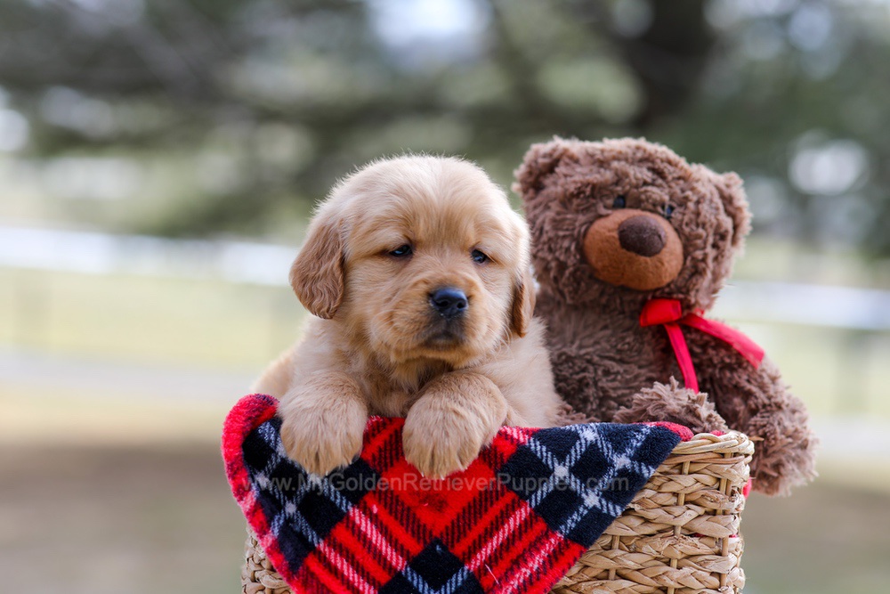 Bailey Image of Bailey, a Golden Retriever puppy
