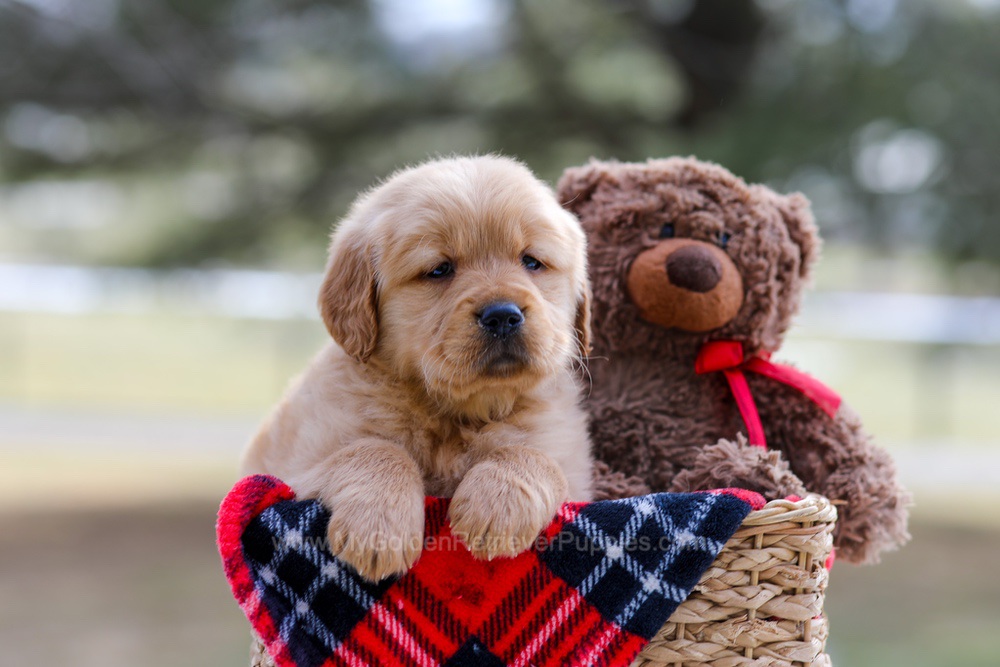 Bailey Image of Bailey, a Golden Retriever puppy