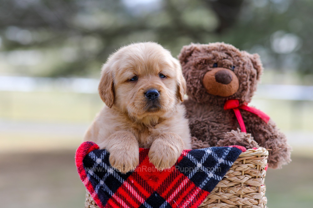 Bailey Image of Bailey, a Golden Retriever puppy