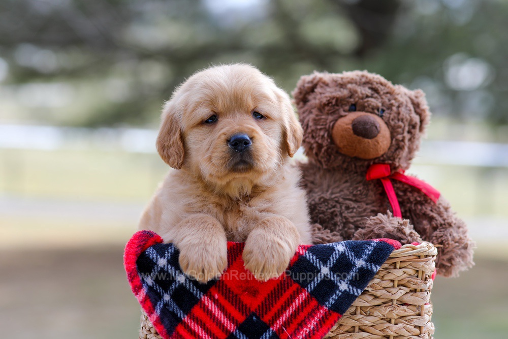 Bailey Image of Bailey, a Golden Retriever puppy
