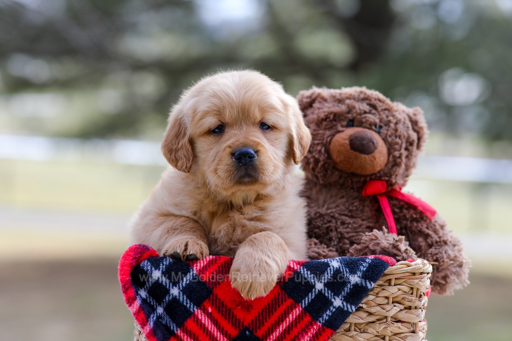Bailey Image of Bailey, a Golden Retriever puppy