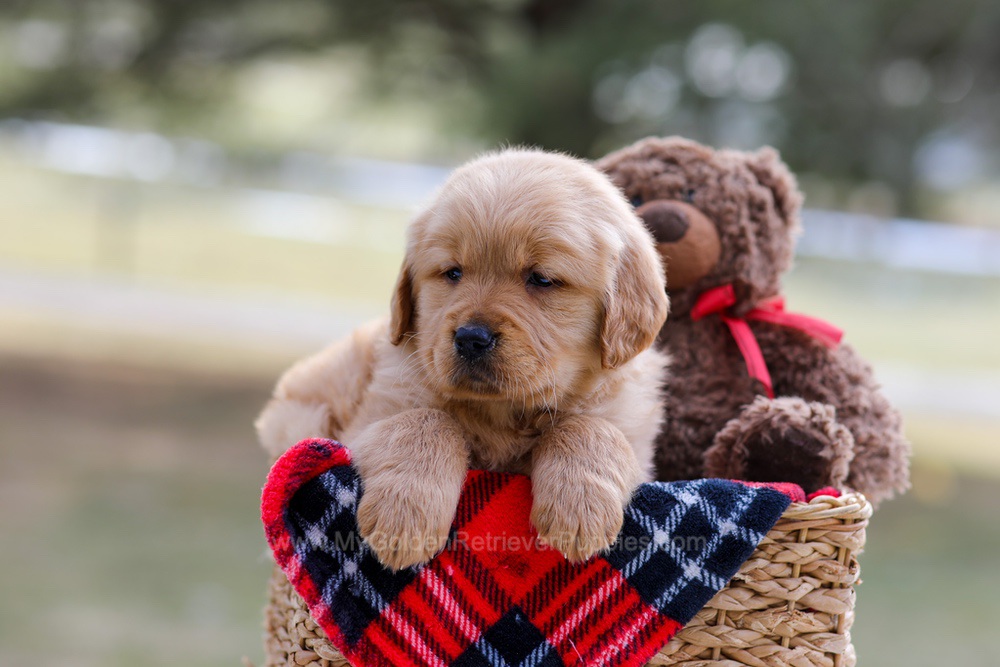 Bailey Image of Bailey, a Golden Retriever puppy