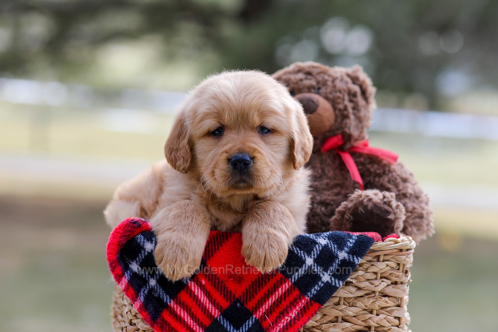 Bailey Image of Bailey, a Golden Retriever puppy