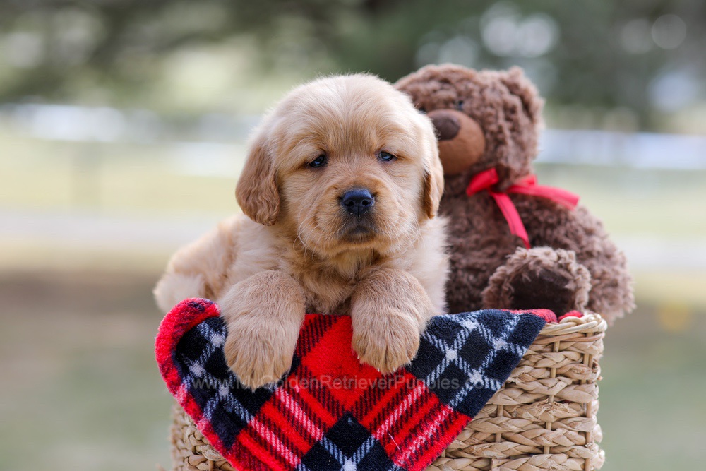 Bailey Image of Bailey, a Golden Retriever puppy