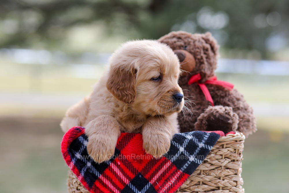 Bailey Image of Bailey, a Golden Retriever puppy