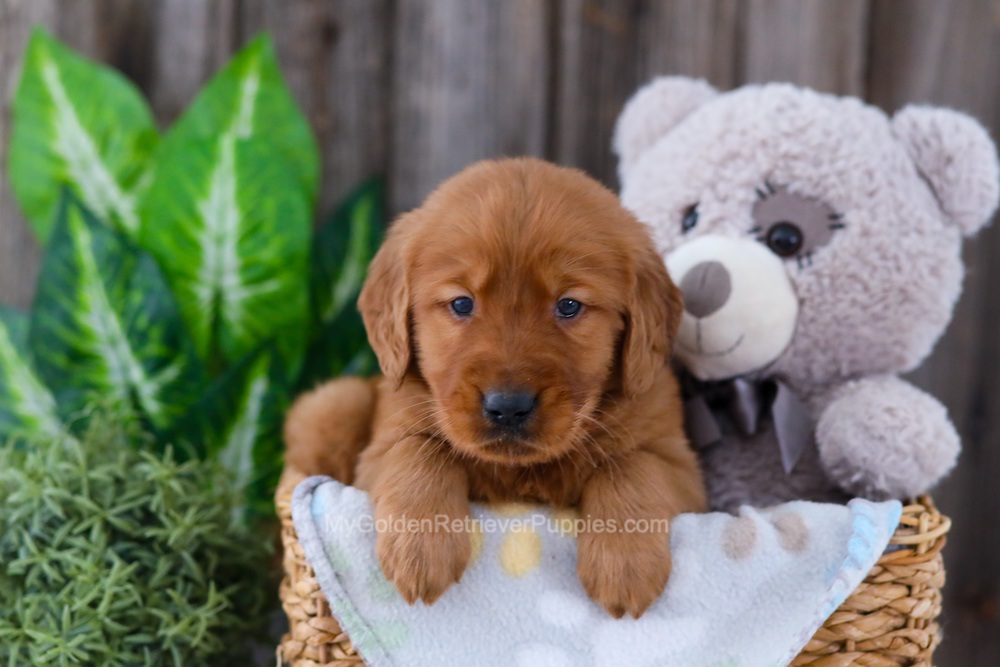 Banjo Image of Banjo, a Golden Retriever puppy