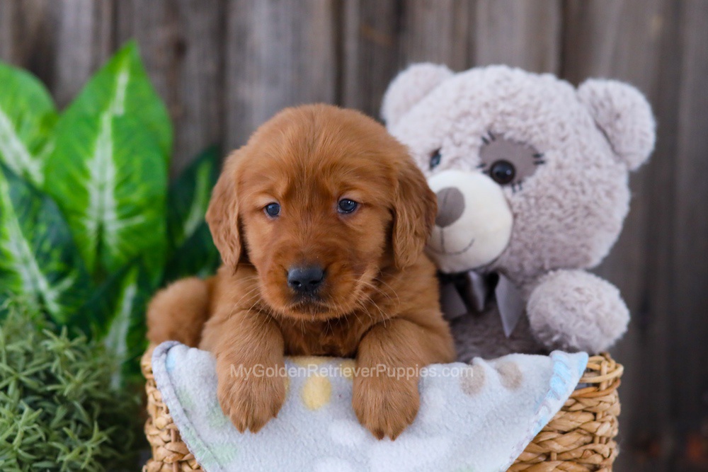 Banjo Image of Banjo, a Golden Retriever puppy