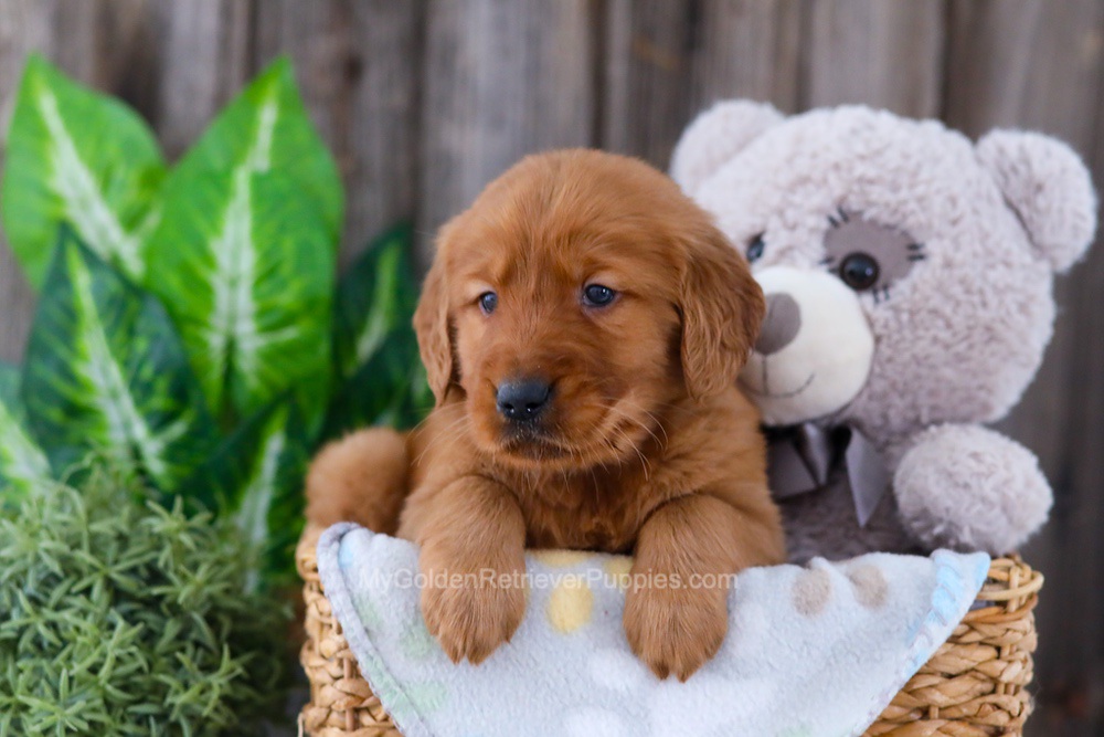 Banjo Image of Banjo, a Golden Retriever puppy
