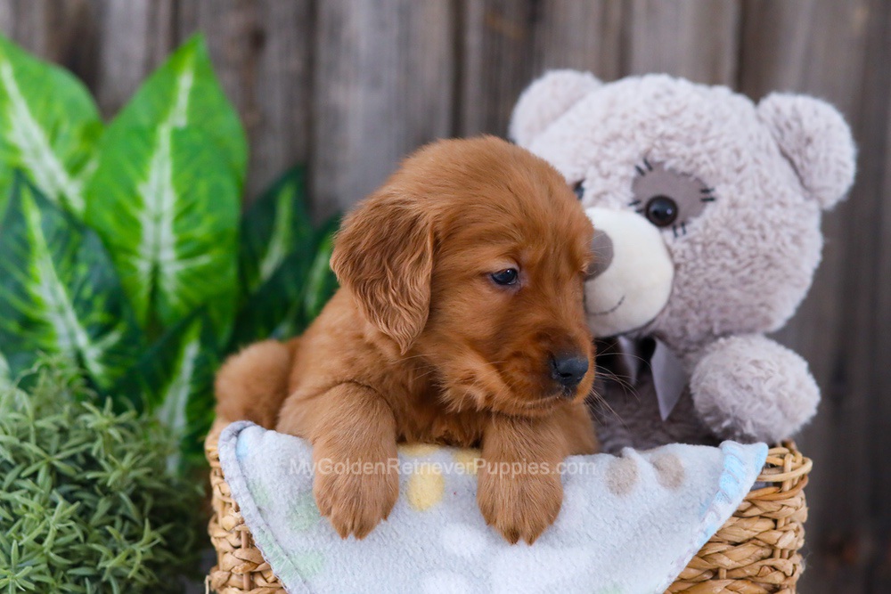 Banjo Image of Banjo, a Golden Retriever puppy