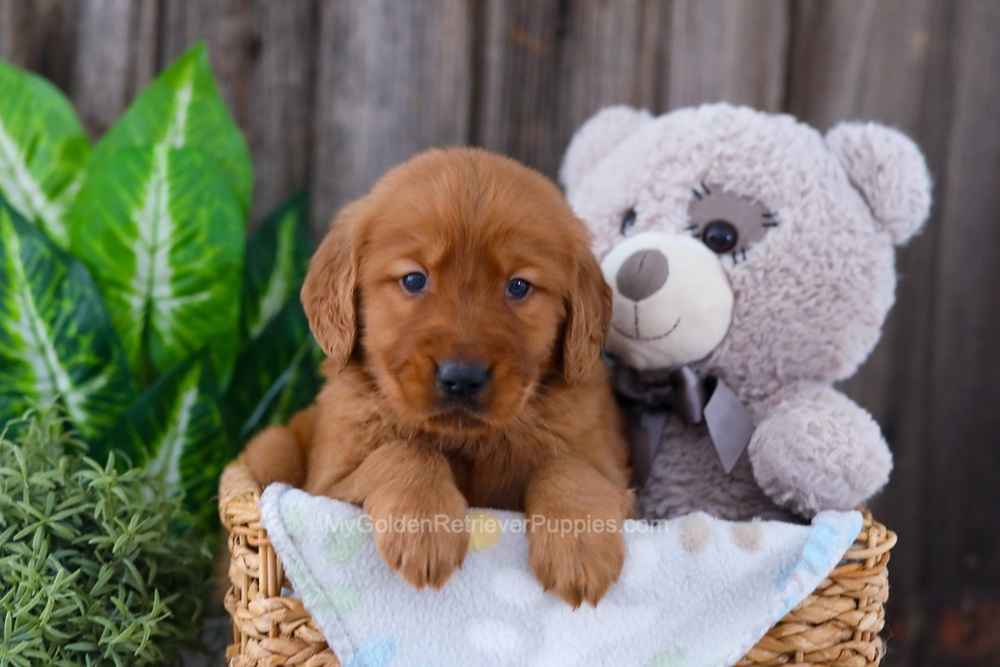 Banjo Image of Banjo, a Golden Retriever puppy