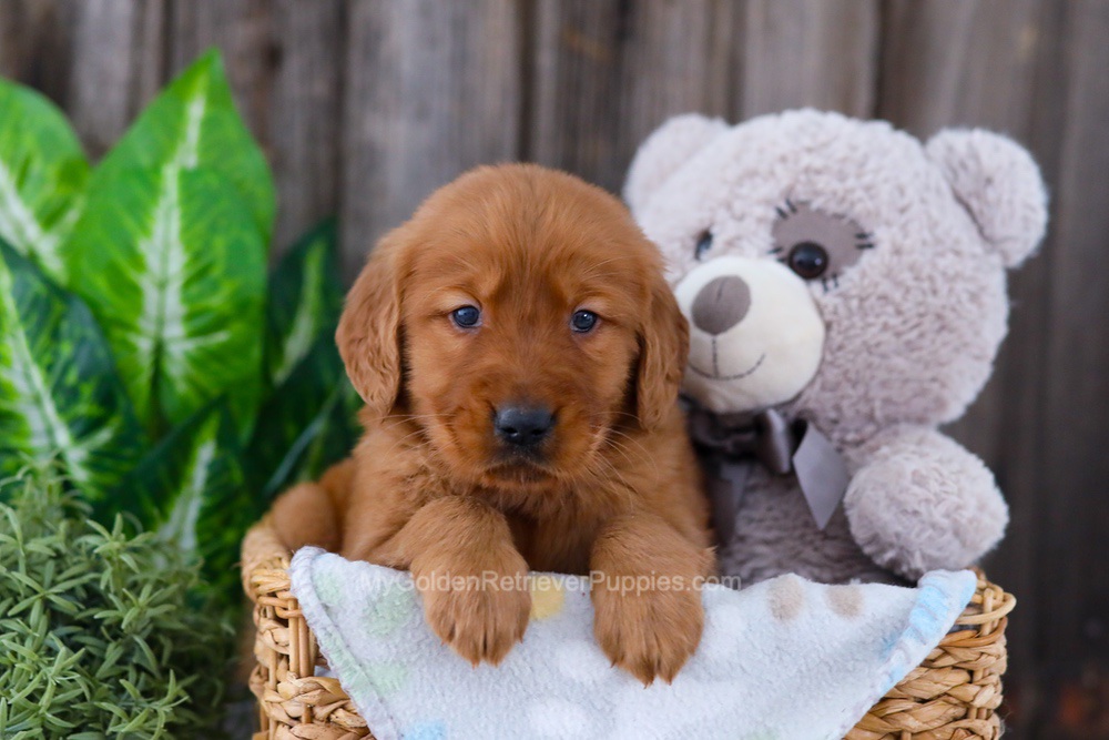Banjo Image of Banjo, a Golden Retriever puppy