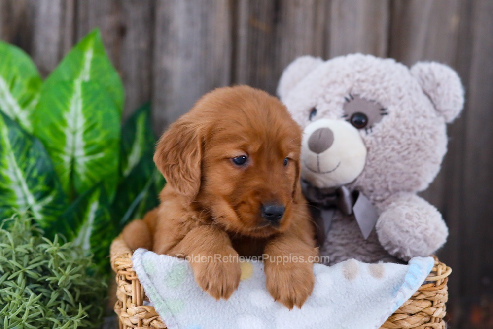 Banjo Image of Banjo, a Golden Retriever puppy