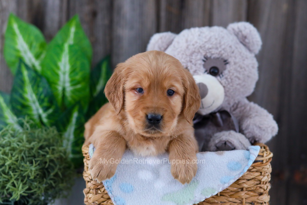 Bear Image of Bear, a Golden Retriever puppy