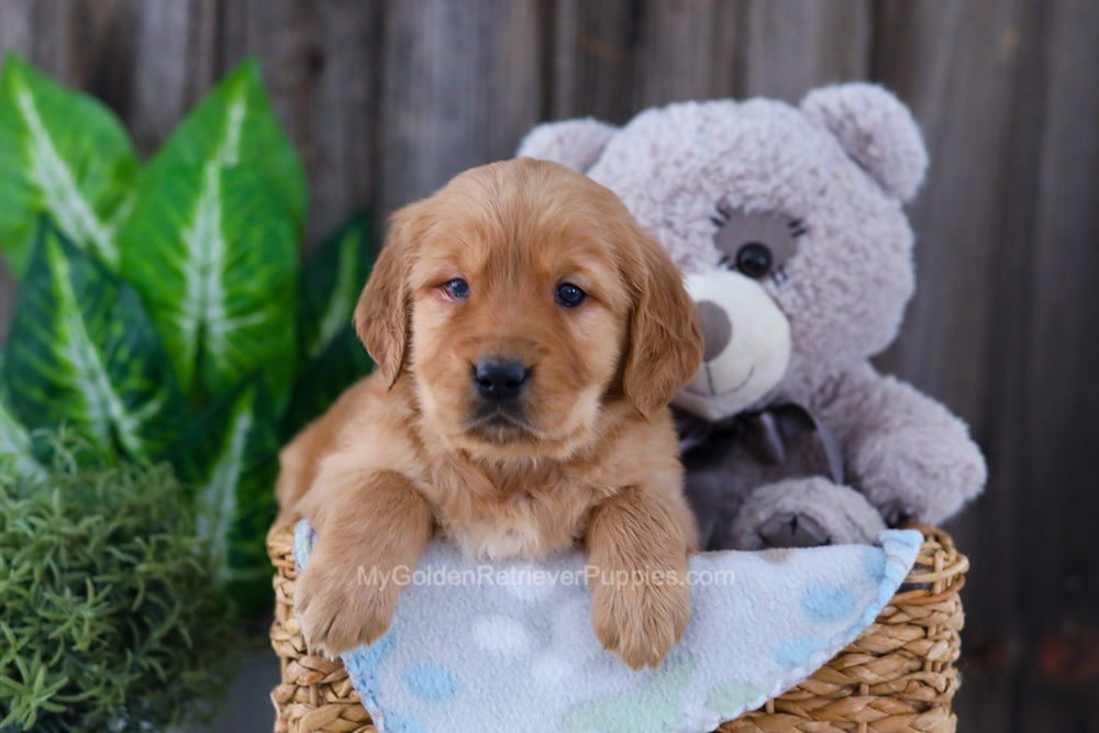 Bear Image of Bear, a Golden Retriever puppy