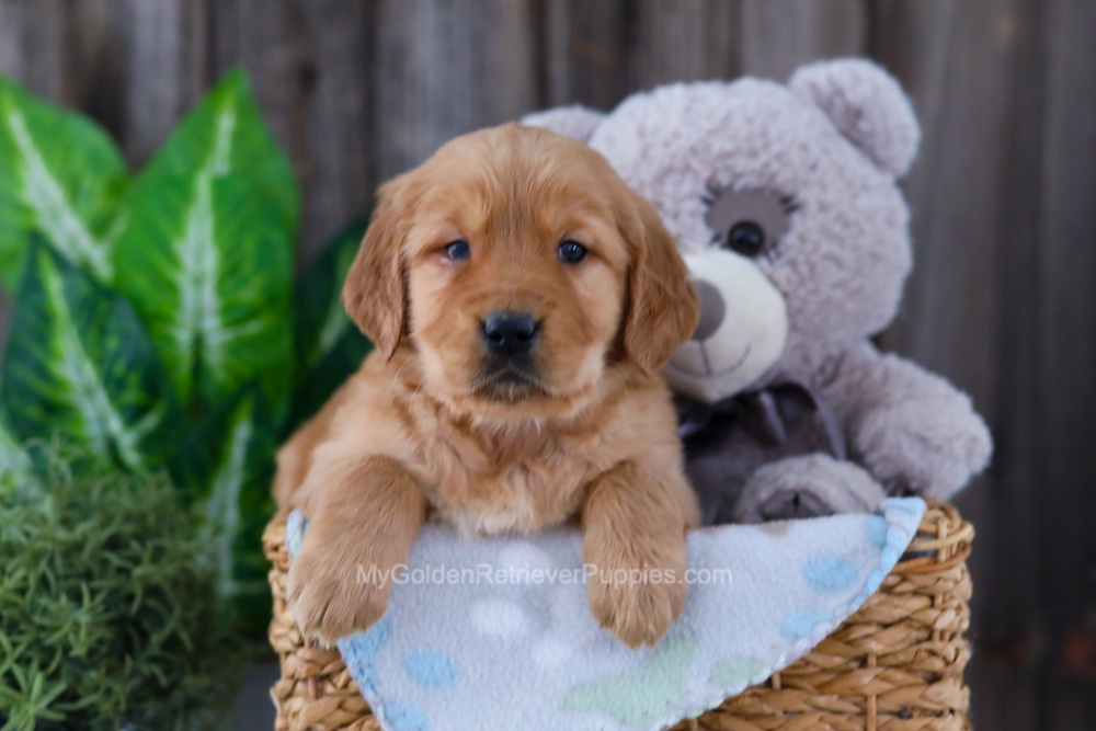 Bear Image of Bear, a Golden Retriever puppy