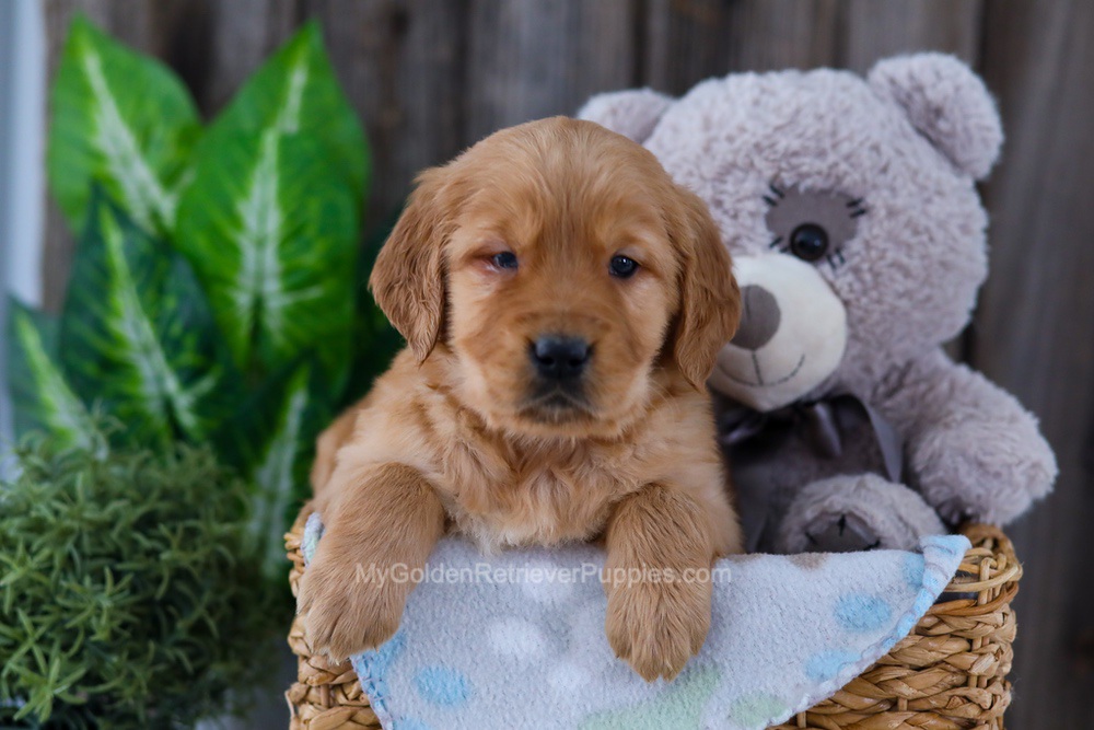 Bear Image of Bear, a Golden Retriever puppy