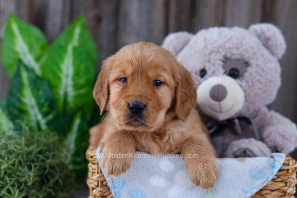 Bear Image of Bear, a Golden Retriever puppy