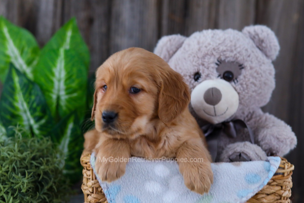 Bear Image of Bear, a Golden Retriever puppy