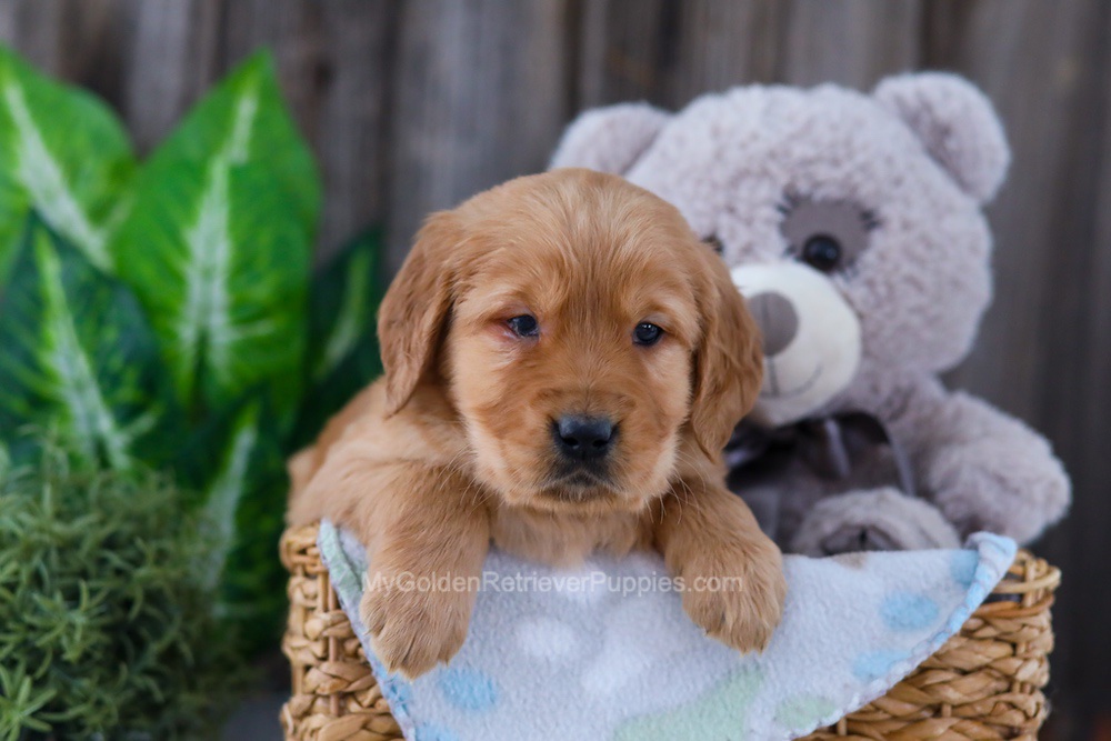 Bear Image of Bear, a Golden Retriever puppy