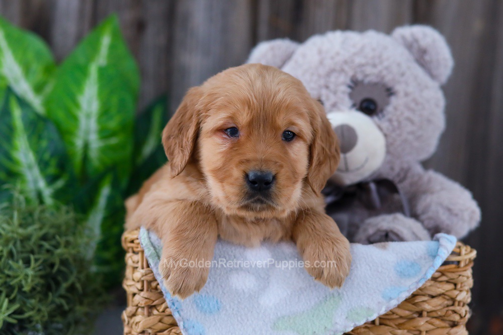 Bear Image of Bear, a Golden Retriever puppy
