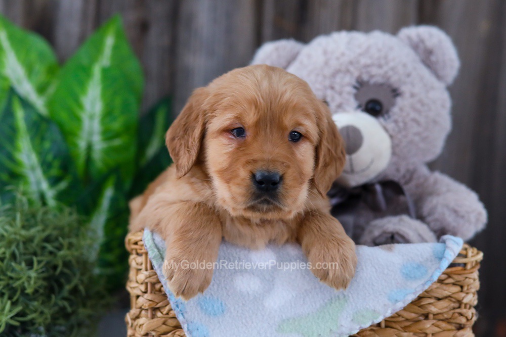 Bear Image of Bear, a Golden Retriever puppy
