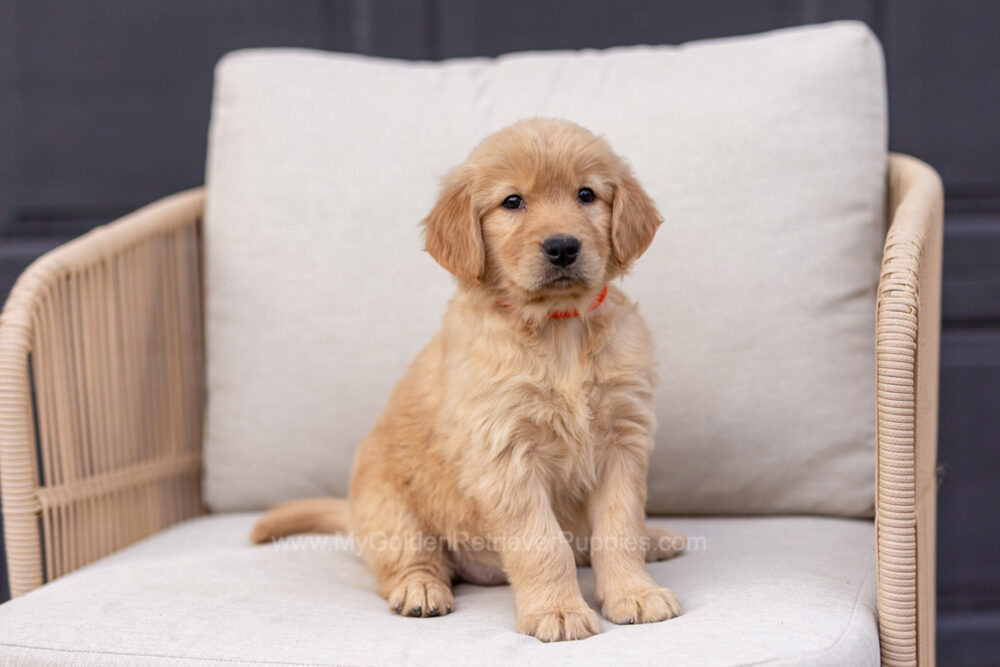 Blossom Image of Blossom, a Golden Retriever puppy