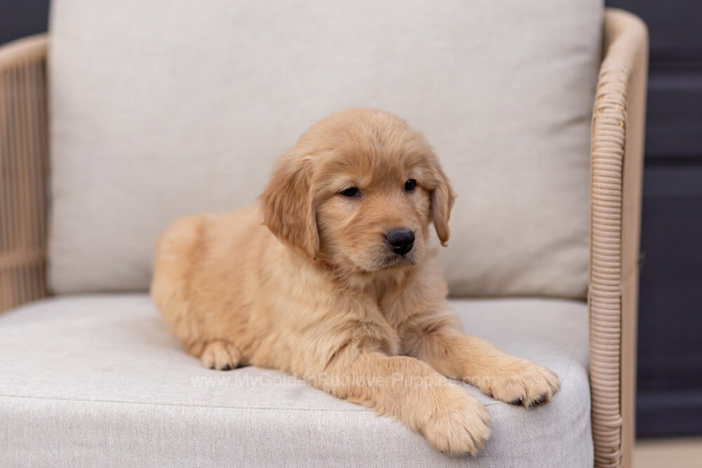 Blossom Image of Blossom, a Golden Retriever puppy