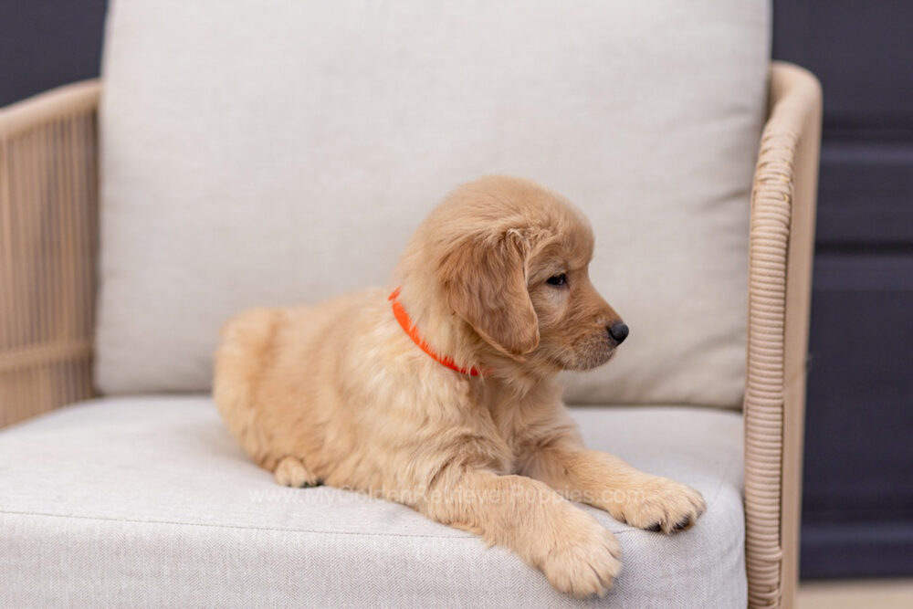 Blossom Image of Blossom, a Golden Retriever puppy