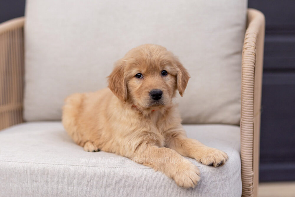 Blossom Image of Blossom, a Golden Retriever puppy