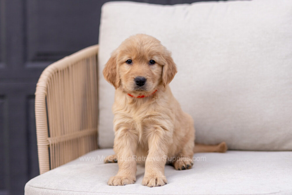 Blossom Image of Blossom, a Golden Retriever puppy