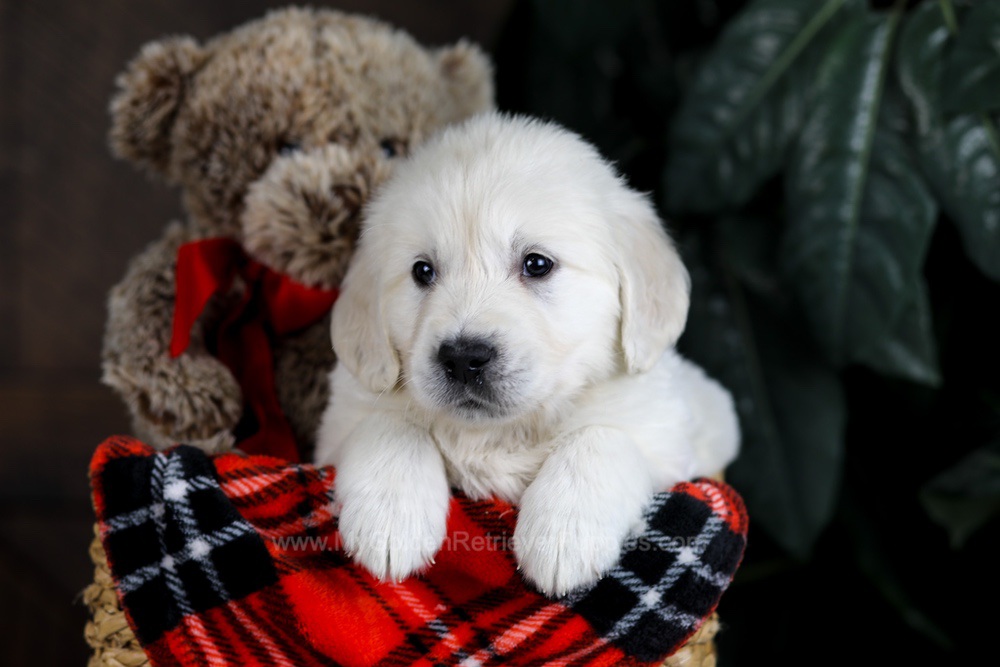 Boone Image of Boone, a Golden Retriever puppy