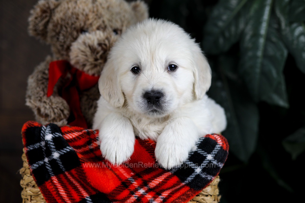 Boone Image of Boone, a Golden Retriever puppy