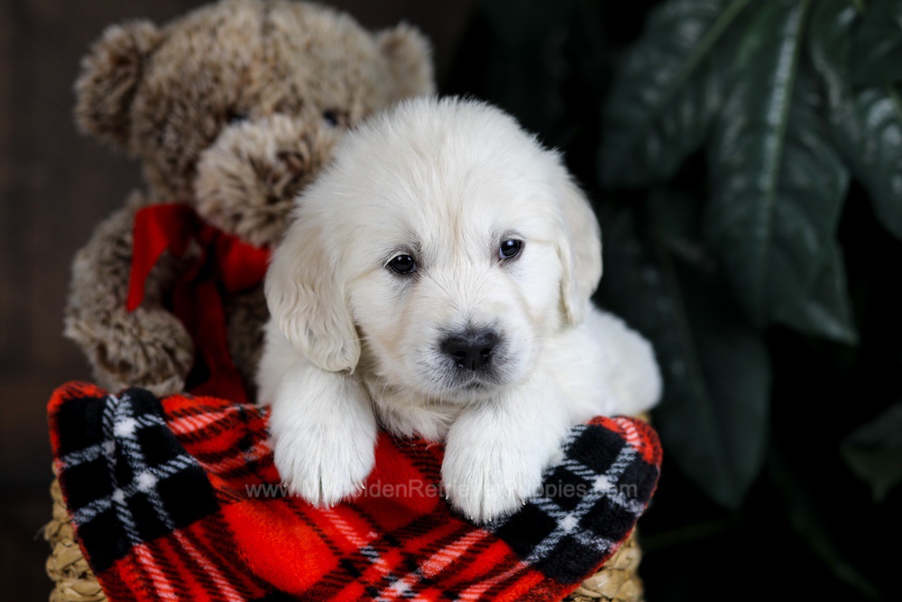 Boone Image of Boone, a Golden Retriever puppy