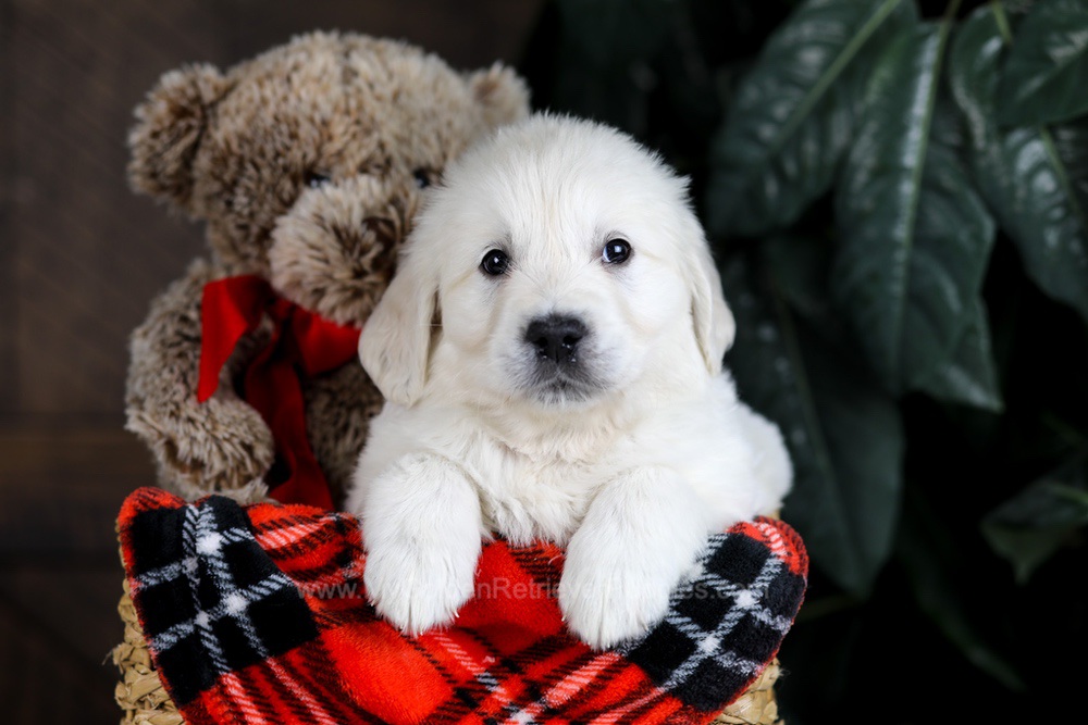 Boone Image of Boone, a Golden Retriever puppy