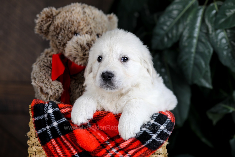 Boone Image of Boone, a Golden Retriever puppy